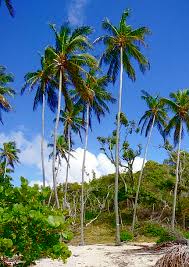 Martinique Natural Wonders